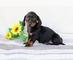 Puppy Dallas Dachshund