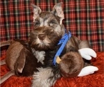 Small Photo #6 Schnauzer (Miniature) Puppy For Sale in CASSVILLE, MO, USA