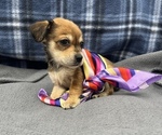 Small #3 Beagle-Chihuahua Mix