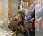 Puppy Wyatt Doberman Pinscher