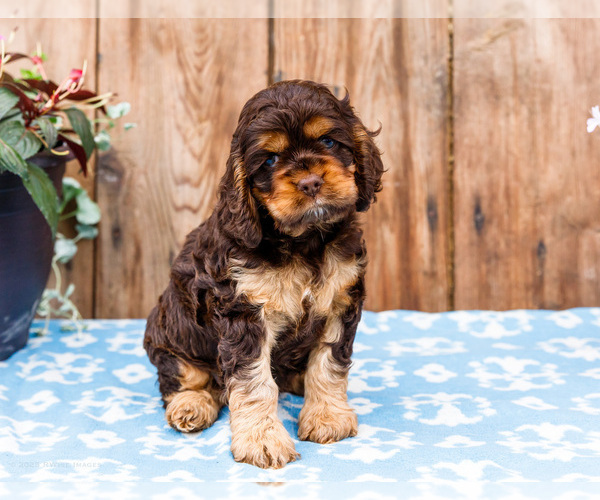 Medium Photo #18 Cocker Spaniel Puppy For Sale in WAKARUSA, IN, USA