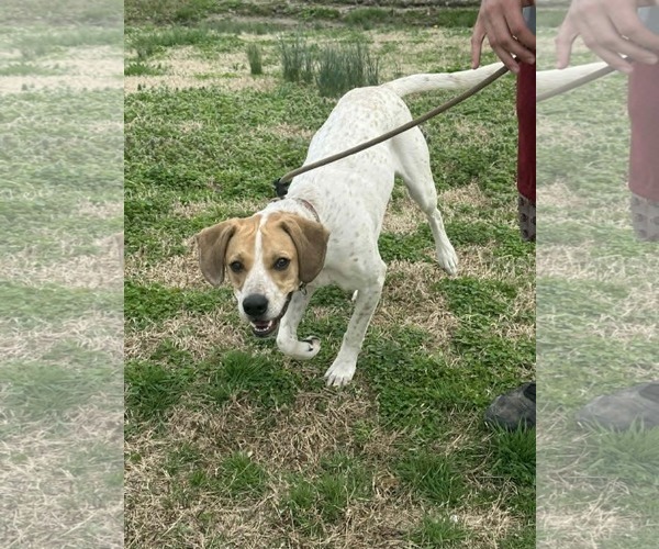 Medium Photo #4 English Coonhound Puppy For Sale in Evansville, IN, USA