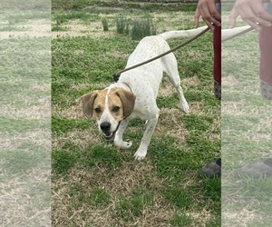Diesel - Male English Coonhound Dog for Adoption - Photo #4