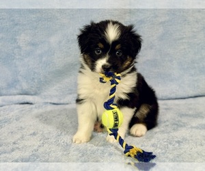 Miniature Australian Shepherd Puppy for sale in PARIS, TX, USA
