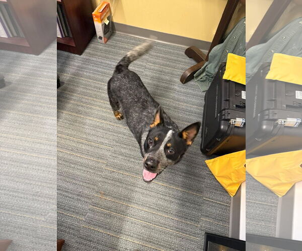 Medium Photo #1 Mutt Puppy For Sale in Garden City, NY, USA