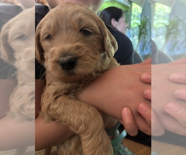 Medium Photo #32 Goldendoodle Puppy For Sale in CASTRO VALLEY, CA, USA