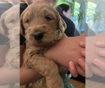 Small #31 Goldendoodle