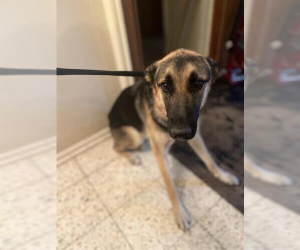 Medium Photo #1 German Shepherd Dog Puppy For Sale in San Antonio, TX, USA