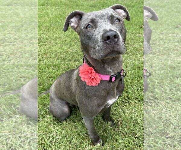 Medium Photo #5 American Pit Bull Terrier-Unknown Mix Puppy For Sale in Rockaway, NJ, USA