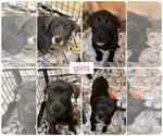 Small Photo #3 Pointer-Retriever  Mix Puppy For Sale in Pottstown, PA, USA