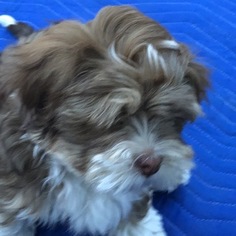Lhasa Apso Puppy for sale in SALEM, MA, USA