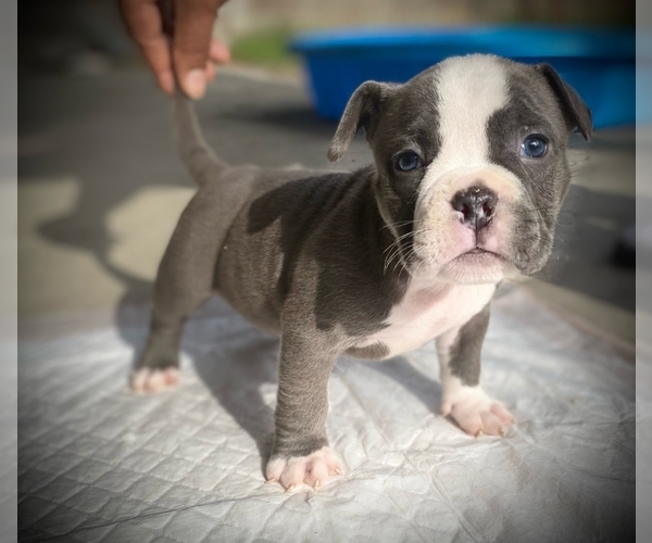 Medium Photo #16 American Bully Puppy For Sale in VACAVILLE, CA, USA