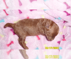 Poodle (Miniature) Puppy for sale in DULUTH, GA, USA