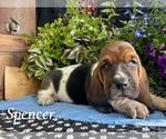 Puppy Puppy 3 Basset Hound