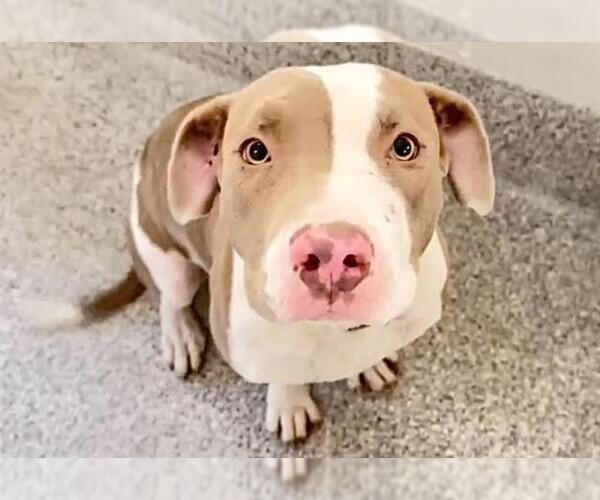 Medium Photo #2 American Pit Bull Terrier Puppy For Sale in Houston, TX, USA