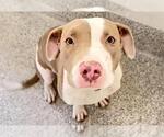 Small #1 American Pit Bull Terrier