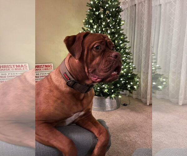 Medium Photo #4 Dogue de Bordeaux Puppy For Sale in Goodyear, AZ, USA