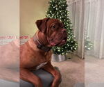 Small #3 Dogue de Bordeaux