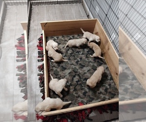 Labrador Retriever Litter for sale in DODGEVILLE, WI, USA