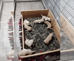 Image preview for Ad Listing. Nickname: Litter of 8
