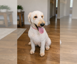 Small Golden Retriever