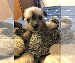 Small Photo #6 Schnauzer (Miniature) Puppy For Sale in MICHIGANTOWN, IN, USA
