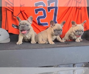 French Bulldog Puppy for sale in HOUSTON, TX, USA