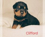 Puppy Clifford Rottweiler