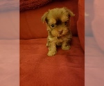 Small Photo #1 Yorkshire Terrier Puppy For Sale in SAINT PETERSBURG, FL, USA