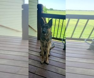 German Shepherd Dog Puppy for sale in BEL AIRE, KS, USA