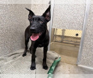 Mutt Dogs for adoption in Santa Rosa, CA, USA