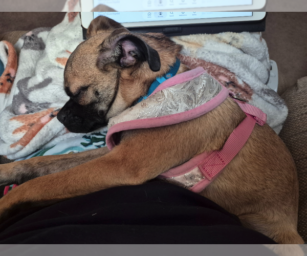 Medium Photo #2 Box-a-Pug Puppy For Sale in Plainfield, IL, USA