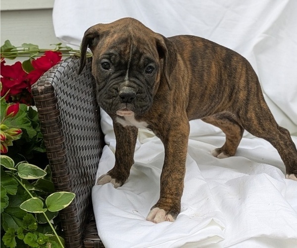 Medium Photo #11 Boxer Puppy For Sale in GOSHEN, IN, USA