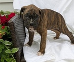Small Photo #67 Boxer Puppy For Sale in GOSHEN, IN, USA
