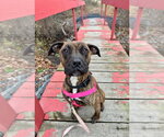 Small Photo #4 American Staffordshire Terrier Puppy For Sale in Lawrenceville, NJ, USA