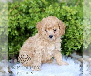 Cavapoo Puppy for sale in BIRD IN HAND, PA, USA