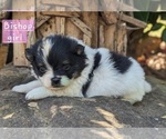 Small Photo #15 Pomeranian Puppy For Sale in COMER, GA, USA