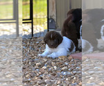 Small Photo #15 Newfoundland Puppy For Sale in BRADYVILLE, TN, USA