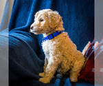 Small Photo #2 Goldendoodle Puppy For Sale in WAKARUSA, IN, USA