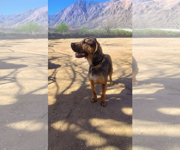 Medium Photo #4 Beagle Puppy For Sale in Apple Valley, CA, USA