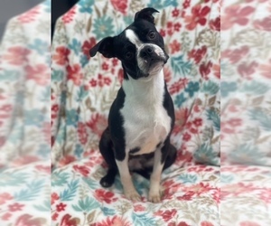Boston Terrier Puppy for sale in LAKELAND, FL, USA