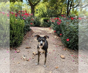 Sammy Star - Female Bull Terrier-Unknown Mix Dog for Adoption - Photo #2