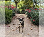 Small Photo #2 Bull Terrier-Unknown Mix Puppy For Sale in Sandy, UT, USA