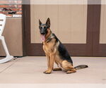 Small #25 German Shepherd Dog Mix