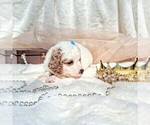 Small Photo #85 Goldendoodle (Miniature) Puppy For Sale in GASTONIA, NC, USA