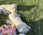 Small #2 English Cream Golden Retriever-Golden Labrador Mix