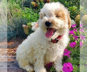 Miniature Labradoodle Puppy for Sale in NEW PROVIDENCE, Pennsylvania USA