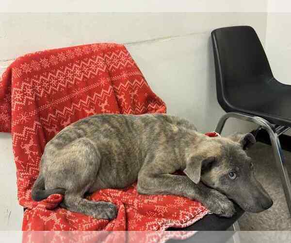 Medium Photo #2 Holland Shepherd-Unknown Mix Puppy For Sale in Imlay City, MI, USA