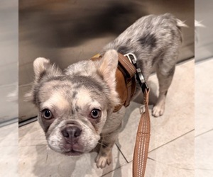 French Bulldog Puppy for sale in MIAMI, FL, USA