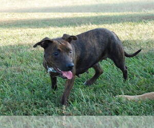 Dachshund-Unknown Mix Dogs for adoption in Aurora, IN, USA